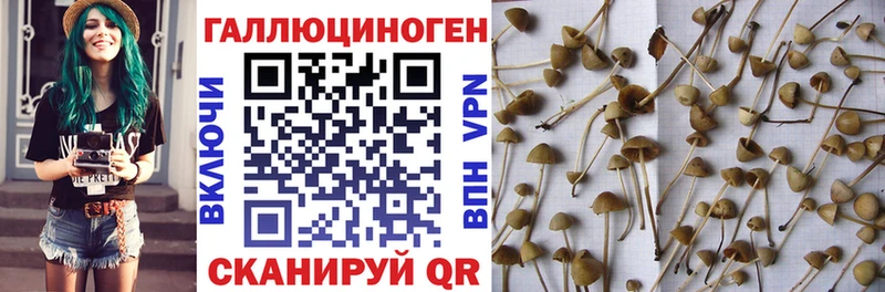 Купить где  Верея  Псилоцибиновые грибы Magic Shrooms 